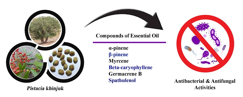 Evaluation of antimicrobial activity of essential oil of Pistacia khinjuk in Iran 