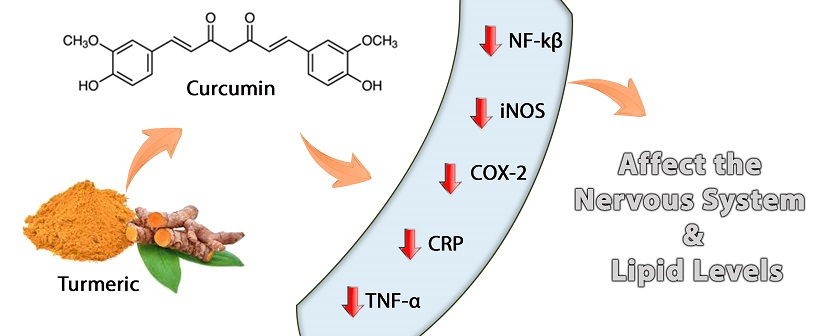 An overview of the biological function of curcumin in the processes of oxidative stress, inflammation, nervous system, and lipid levels 