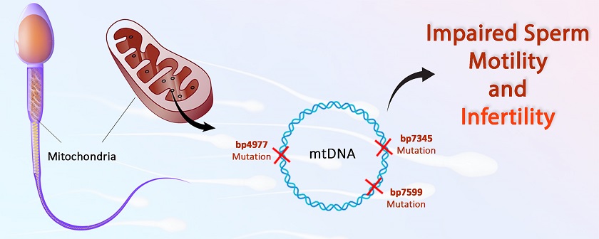 Structure and function of mitochondria and its role in male infertility 